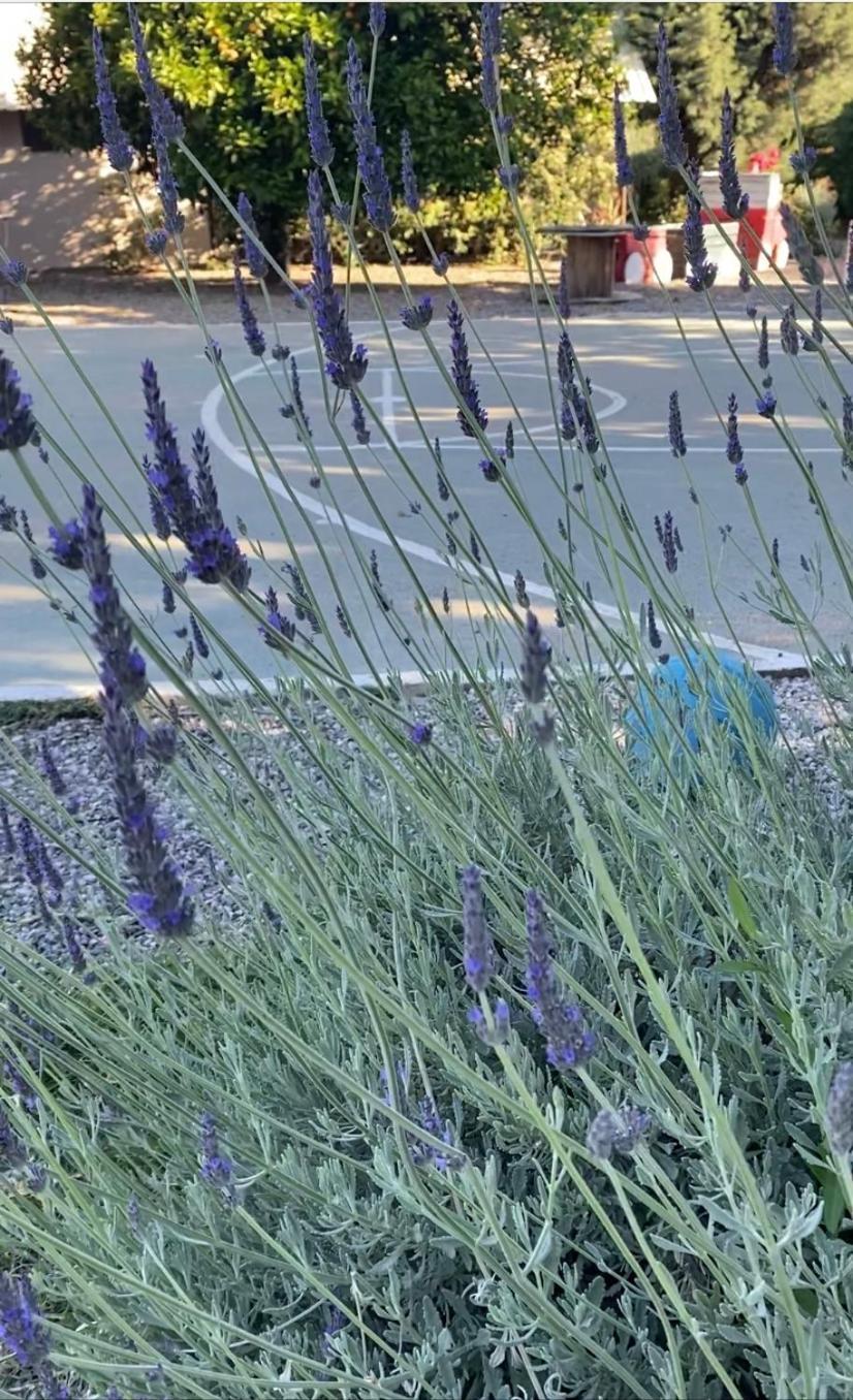 Lavender Farm House Навпакт Екстер'єр фото